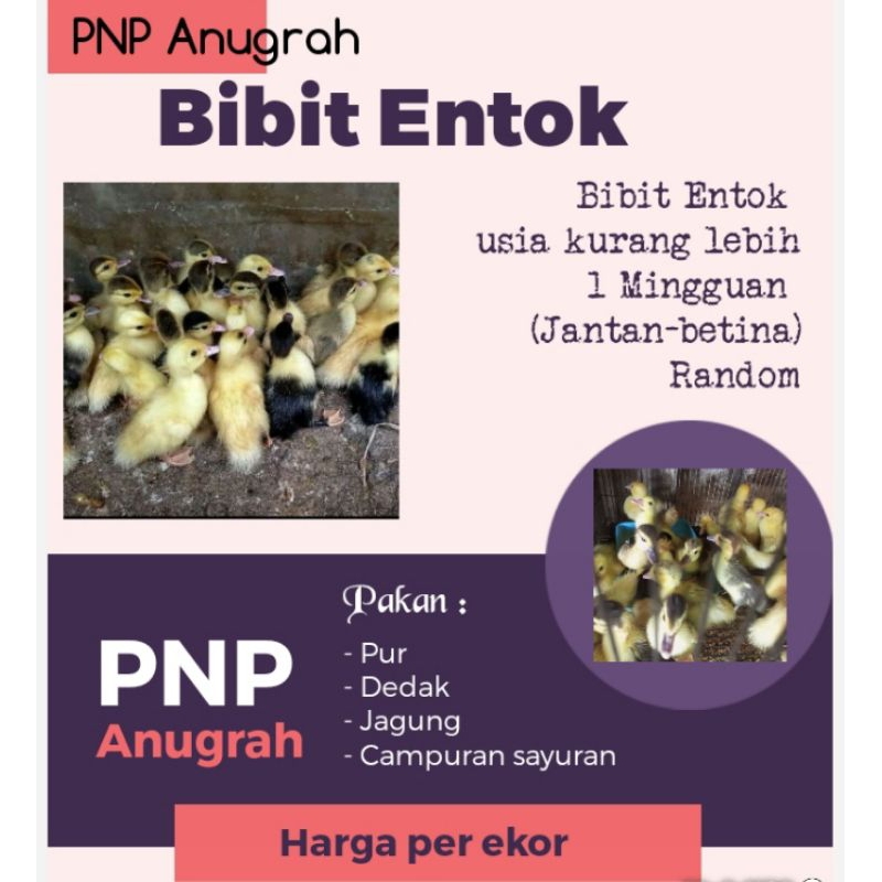 ENTOK - ANAK ENTOK - BIBIT ENTOK - ENTOG - BEBEK ENTOG ( GARANSI PENGIRIMAN)