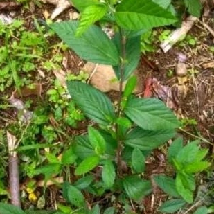 

daun sidaguri 250,gr