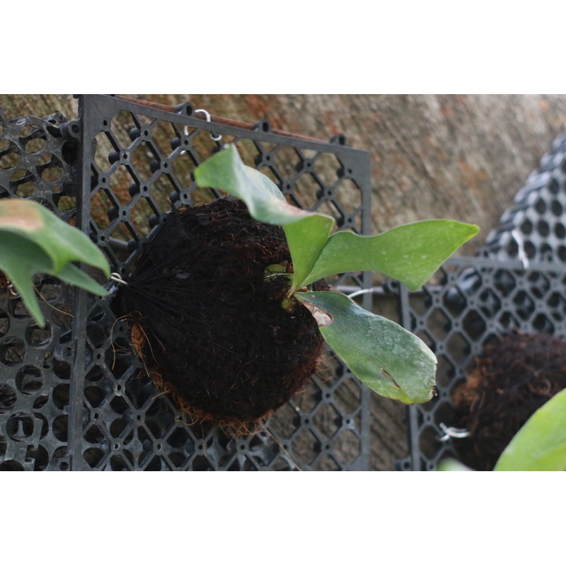 tatakan platycerium / papan platycerium / simbar murah