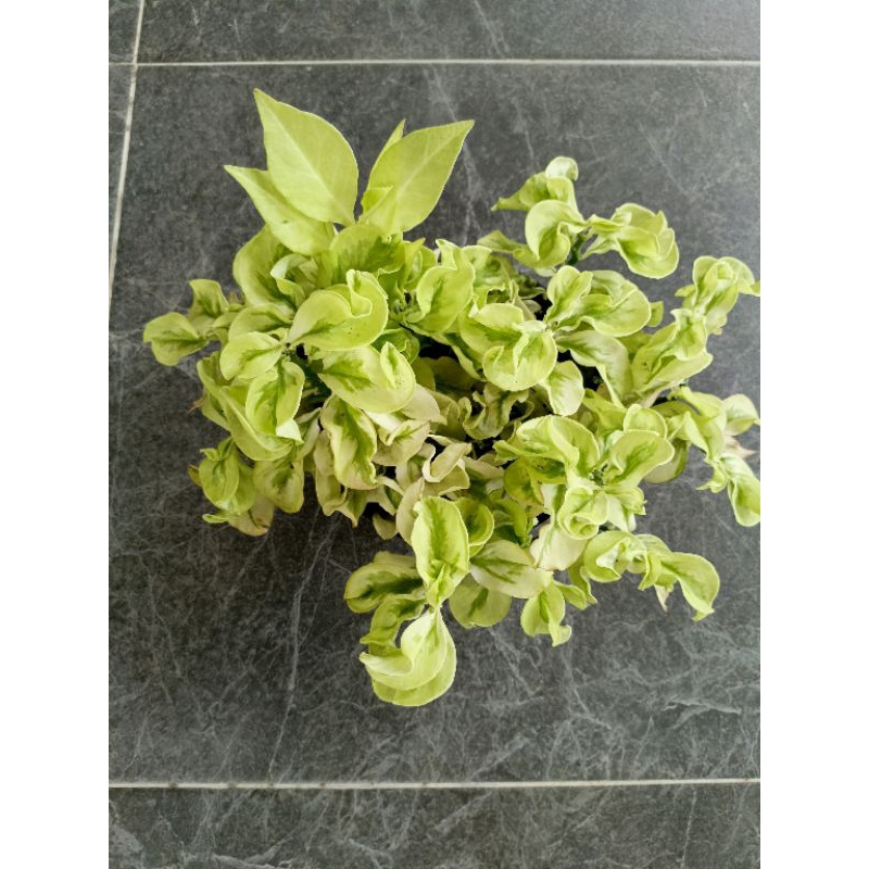 cutting stek patah tulang kribo / kriwil / tanaman gantung