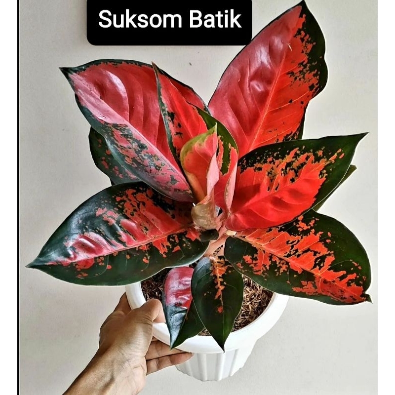 Aglonema Suksom Batik Tri Color Merah Roset/ Aglaonema Suksom Batik Tree ColorTanaman Hias Bunga Agl