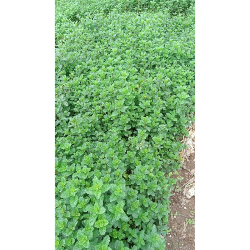

daun mint per 250g