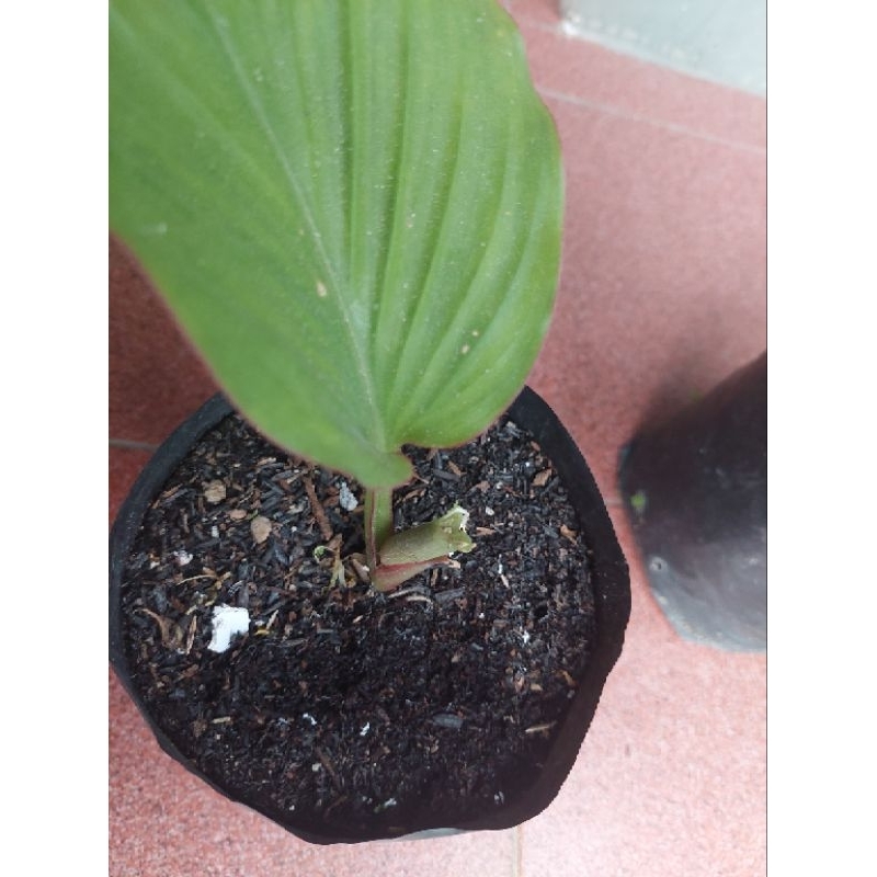 Bibit Kunyit Hitam