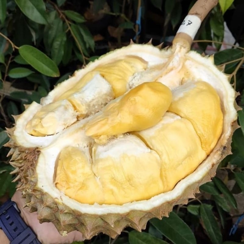 

bibit durian duri hitam sudah pernah berubah umur 3 tahun