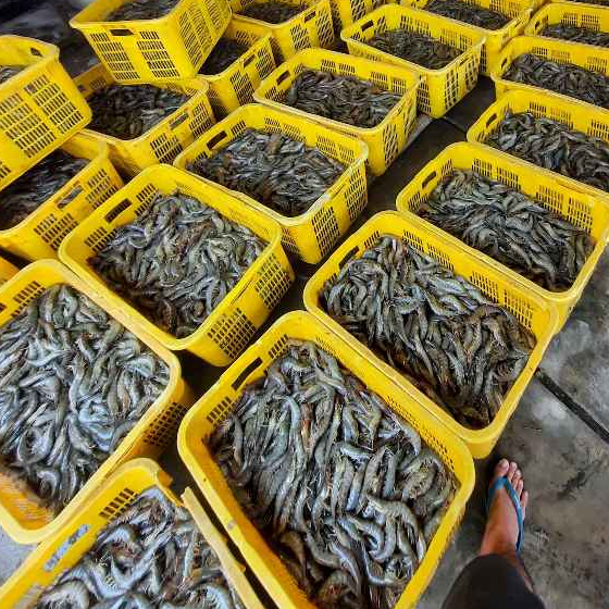 

Udang Vaname Size 80 1kg Segar Fresh Frozen / Udang Vaname Beku