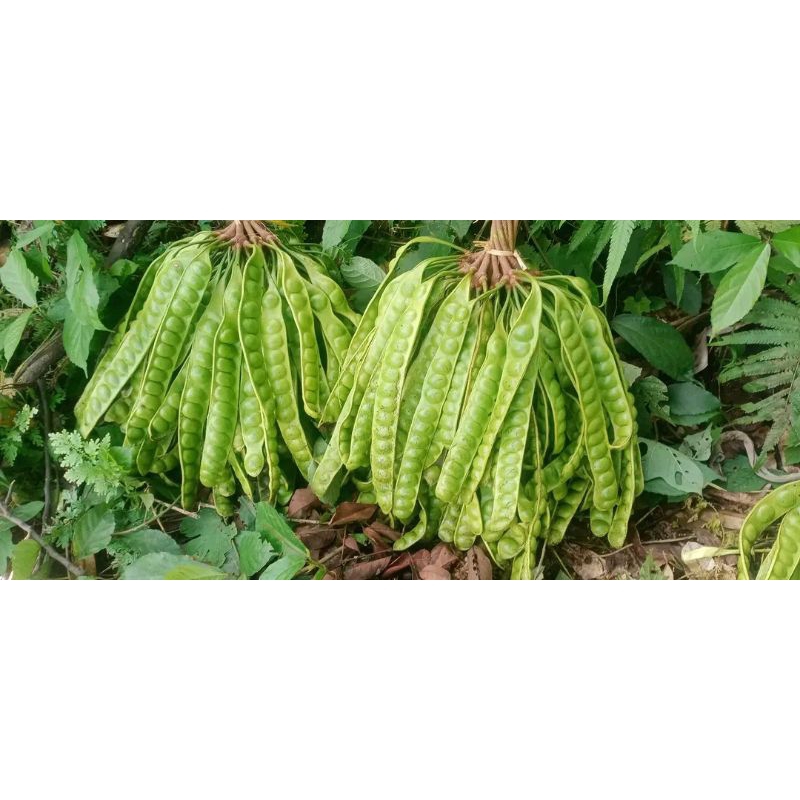 

pete tua dari pohon, masak pohon, murah 10 papan