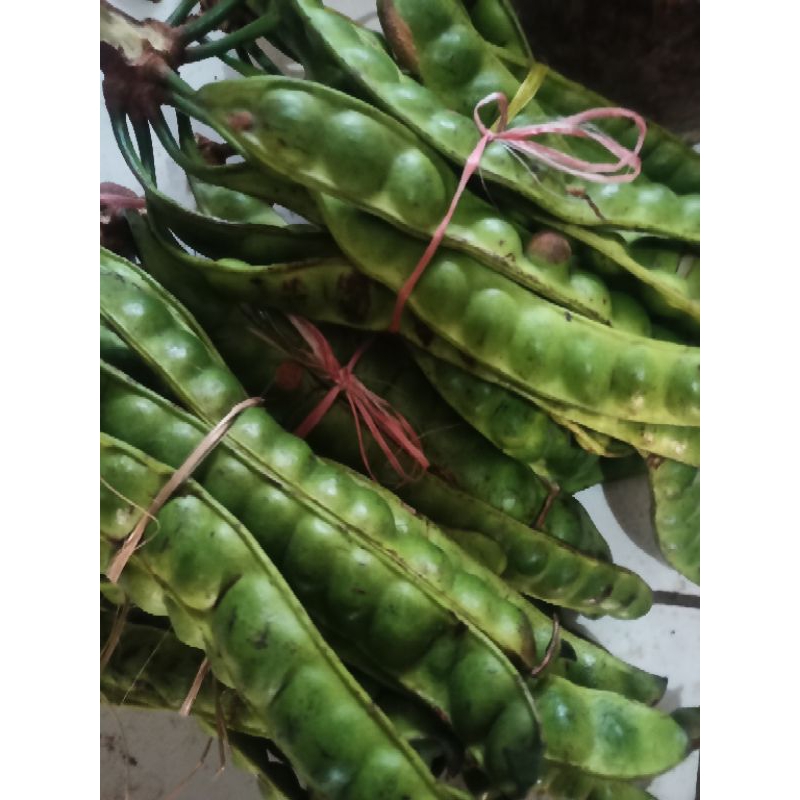 

Pete/petai/peuteuy murah 50 ribu perikat