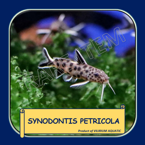 IKAN HIAS AIR TAWAR - SYNODONTIS PETRICOLA / CUCKOO SYNODONTIS