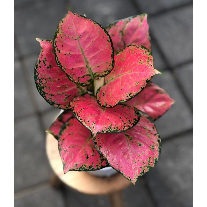 Aglonema Dud Anjamani - Aglonema Dut Anjamani / Tanaman Hias Aglonema Dud Anjamani - Bunga Hias Aglo