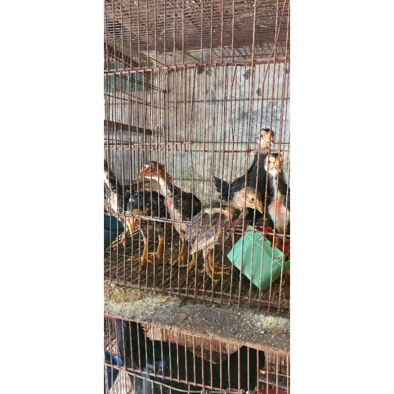 ANAK AYAM SIAM