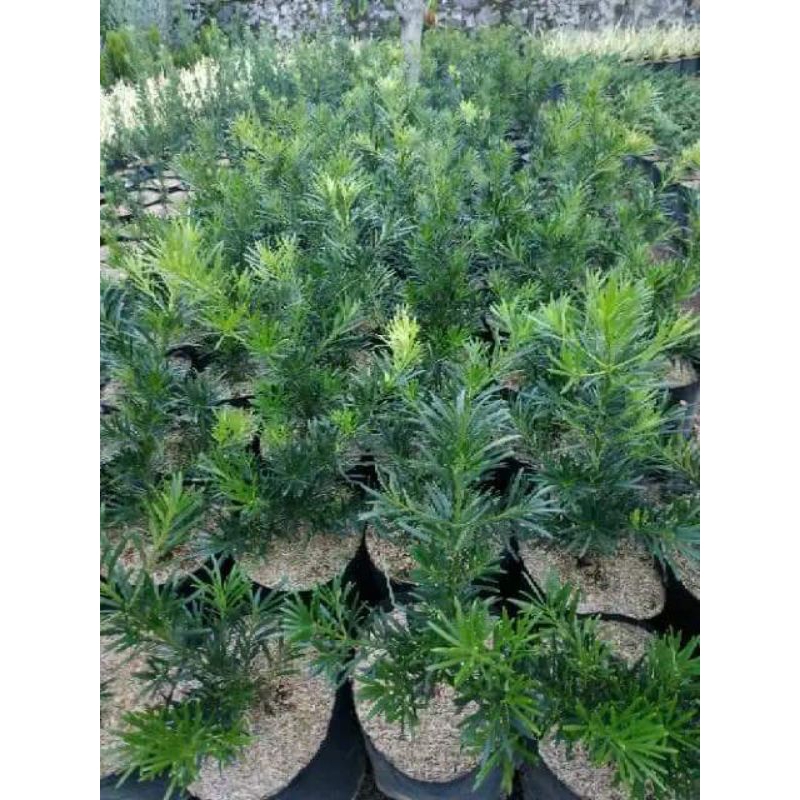 Bahan Bonsai Lohansung Lidah Burung Impor