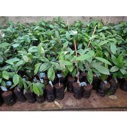 Bibit Tanaman Biji Pala