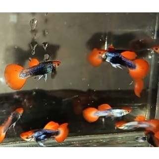 

Packing Kardus guppy tukedo koi sepasang