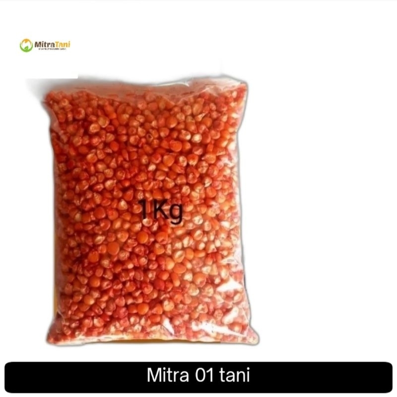 Benih jagung betras polos  1 kg