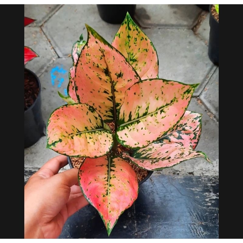 Bunga Aglonema komkom orange Asli