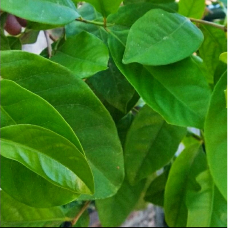

Daun Salam Segar, Fresh Organik & Free Pestisida