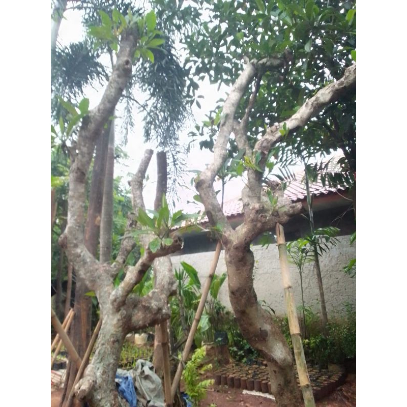 Kamboja fosil tinggi 3-4 meter