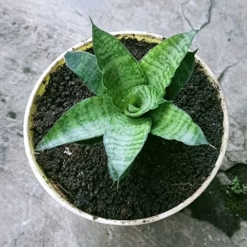Tanaman Sansevieria Hybrid Sindoro