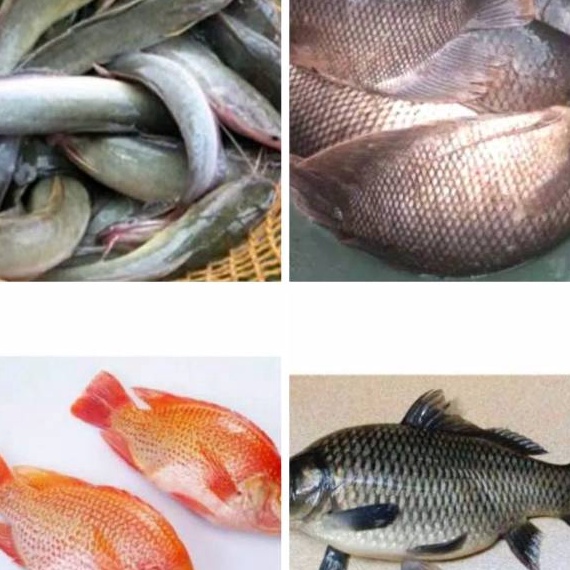 

99 BRANDS FESTIVAL Ikan Patin Nila Merah Mas Lele Mujaer Bawal Gurame