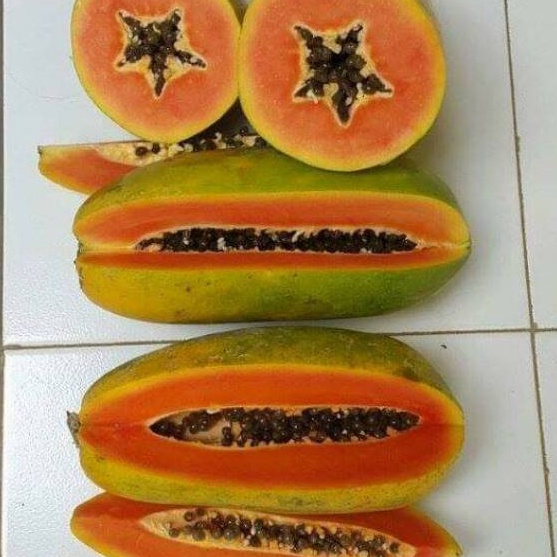 

Ready Stok Promo pepaya california