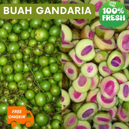 

STOK SIAP COD Buah Gandaria Jatake Mentah Segar
