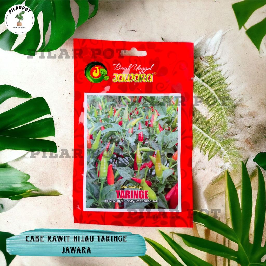 Benih Bibit Cabe Rawit Hijau Taringe Benih Unggul Jawara - CABE RAWIT HIJAU TARINGE