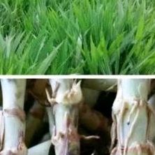 bibit rumput odot /untuk makan kambing 1kg