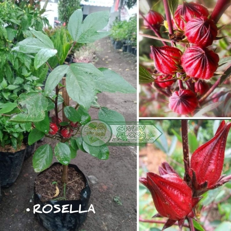 Tanaman Bunga Rosella Herbal Rosella