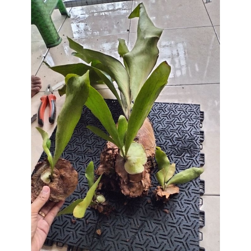 platycerium Hili panama