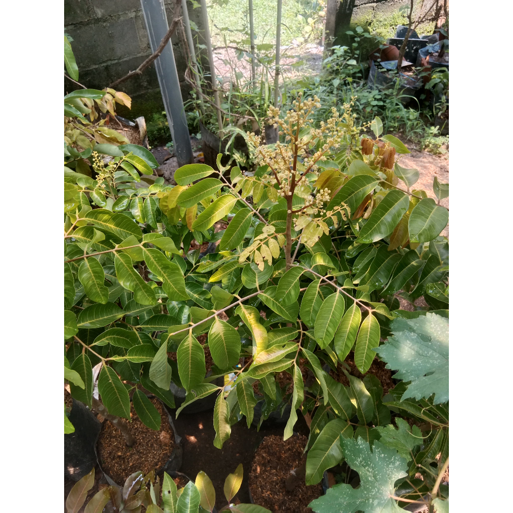 INDUKAN KELENGKENG MATALADA BATANG BESAR KONDISI BERBUNGA/BERBUAH SUPER