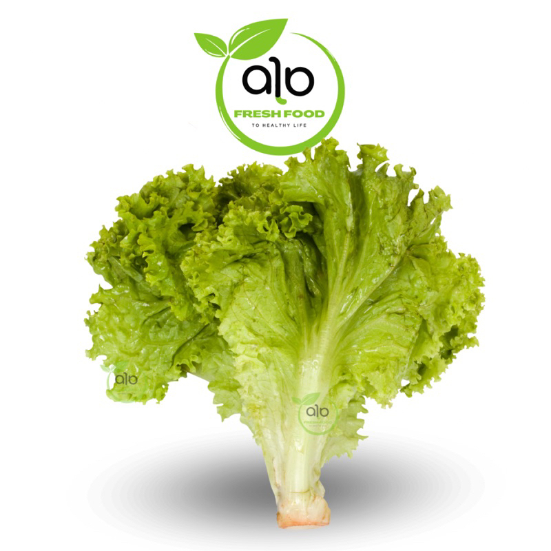 

Daun Selada Keriting Segar 250gr Medan - ALO Fresh Food