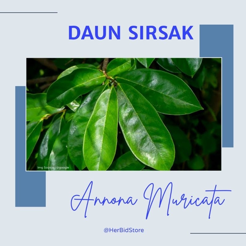 

Herbal Alami Daun Sirsak Bantu Atasi Diabetes Dan Asam Urat Dipetik Langsung Dari Pohon