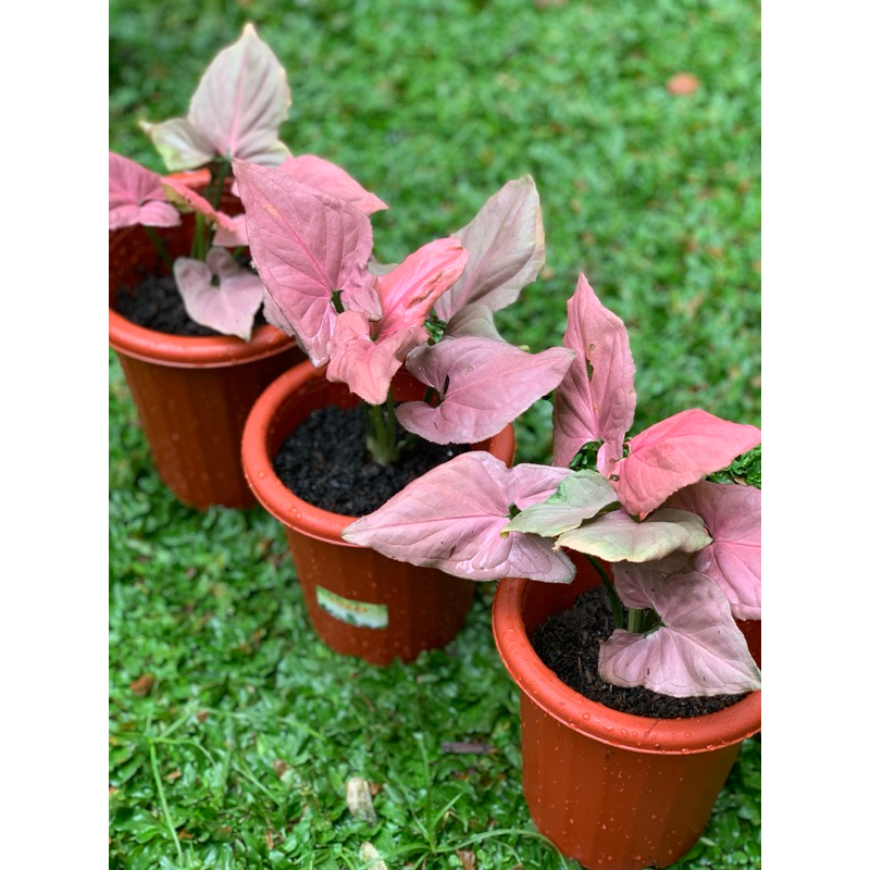 SYNGONIUM PINK PERFECTION