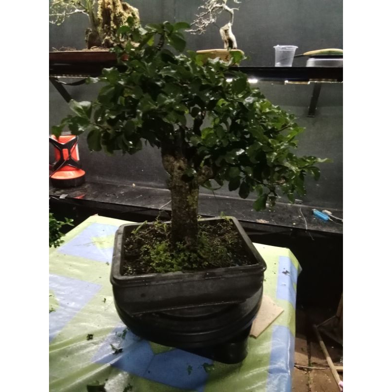 BONSAI RUKEM SESUAI GAMBAR