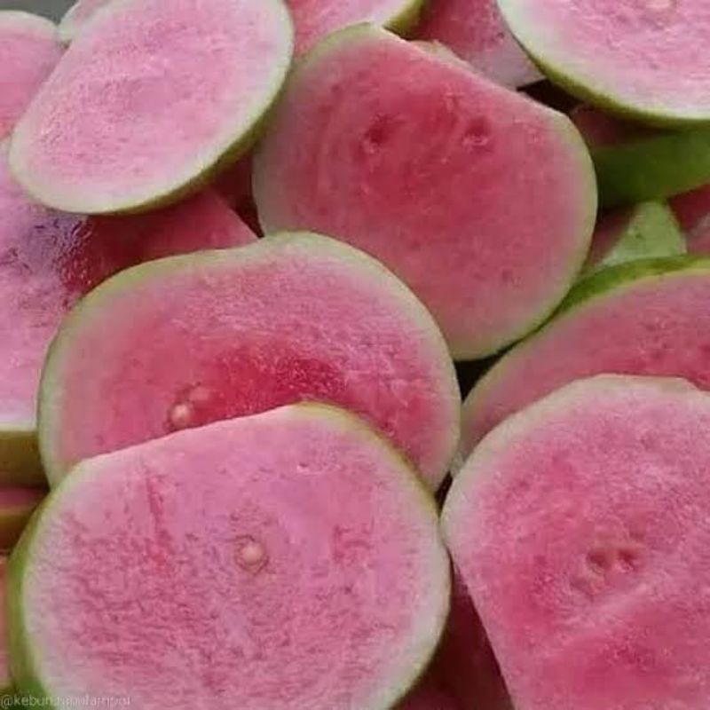 Bibit jambu KRISTAL MERAH (Cangkok)