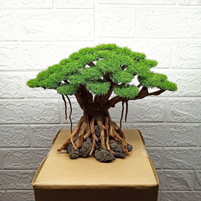 BONSAI AQUARIUM AQUASCAPE HIASAN AQUARIUM AQUASCAPE STRONG AQUARIUM AQUASCAPE HIASAN AQUARIUM