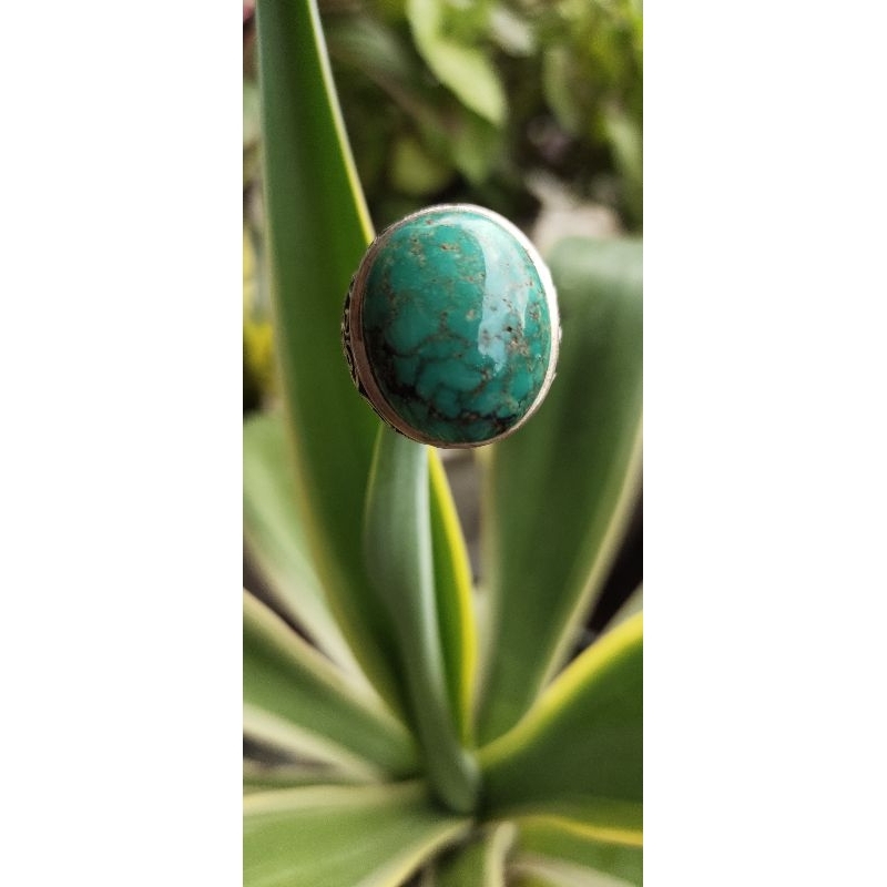 pirus persi ijo tosca