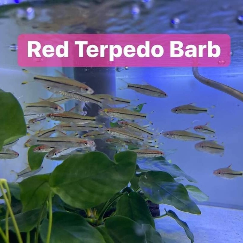 Puntius Denisoni / Torpedo Barb / Roseline shark Ikan Hias Aquascape Aquarium