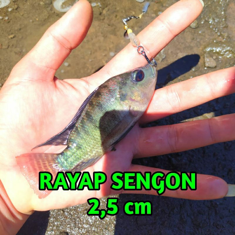 Rayap Lure, Umpan Casting, Rayap Sengon Kaliandra, Rayap lure besar