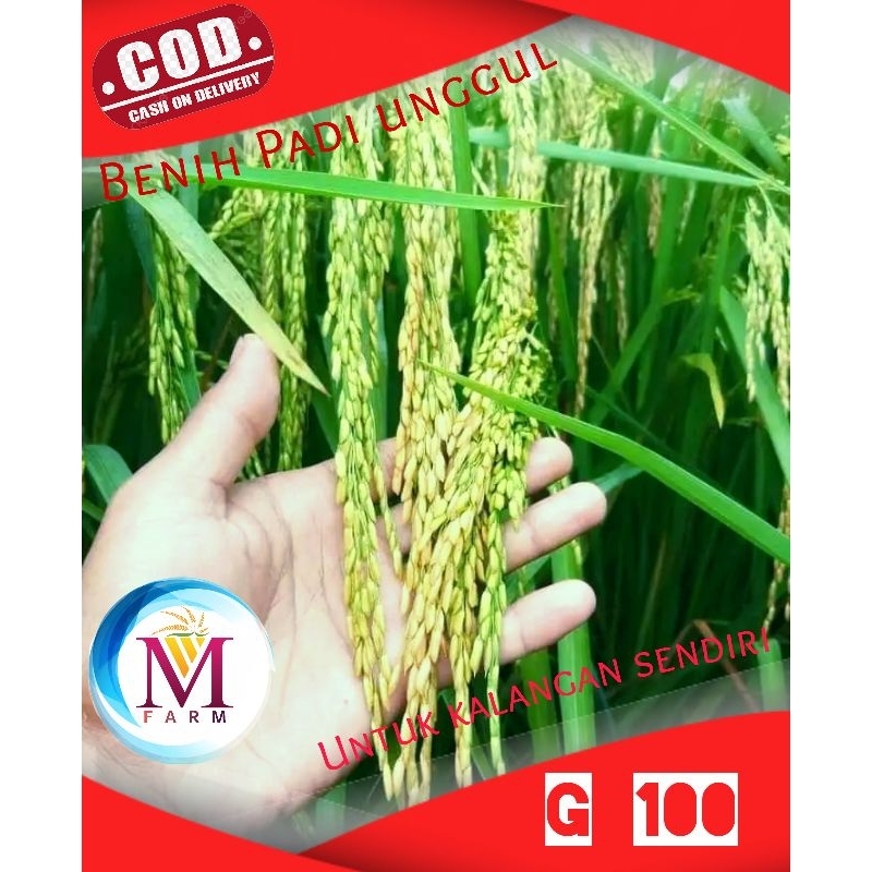 benih padi gandaria g 100 5kg