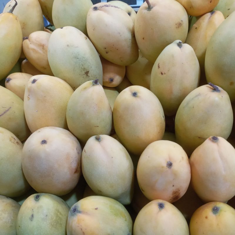 

Mangga Thailand 500g