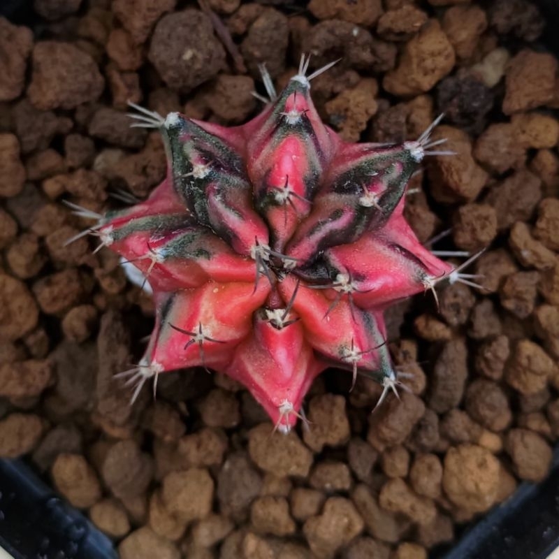 kaktus Gymno id starfire