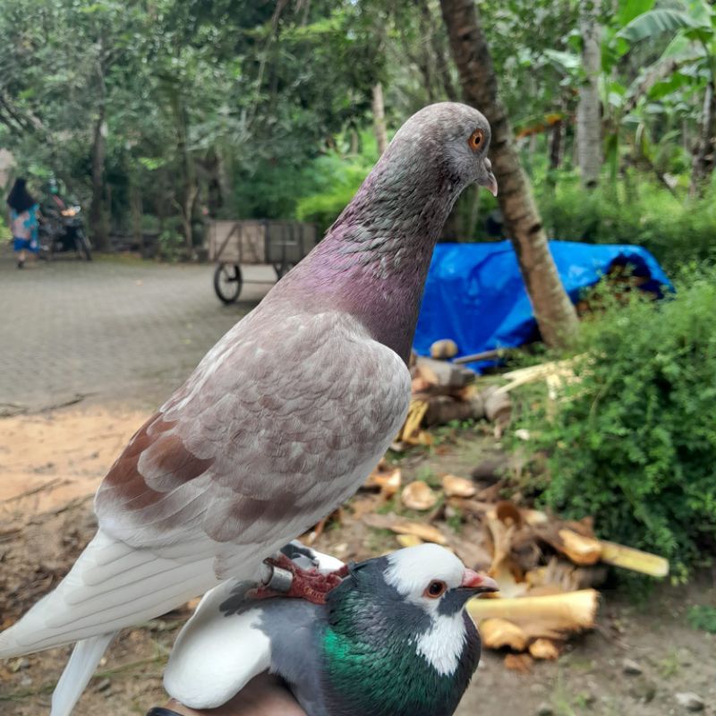 Merpati Kolong/Anak Merpati Kolong Ring MONA/Anak Merpati Kolong Bebas