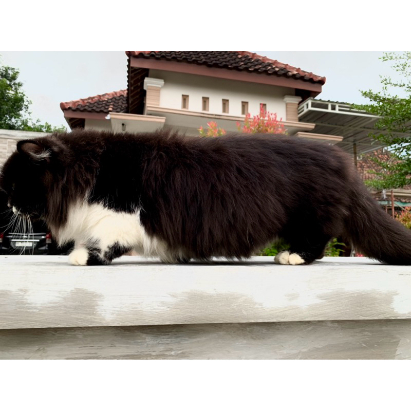 Kucing Munchkin Minuet PHEROS PET HOUSE