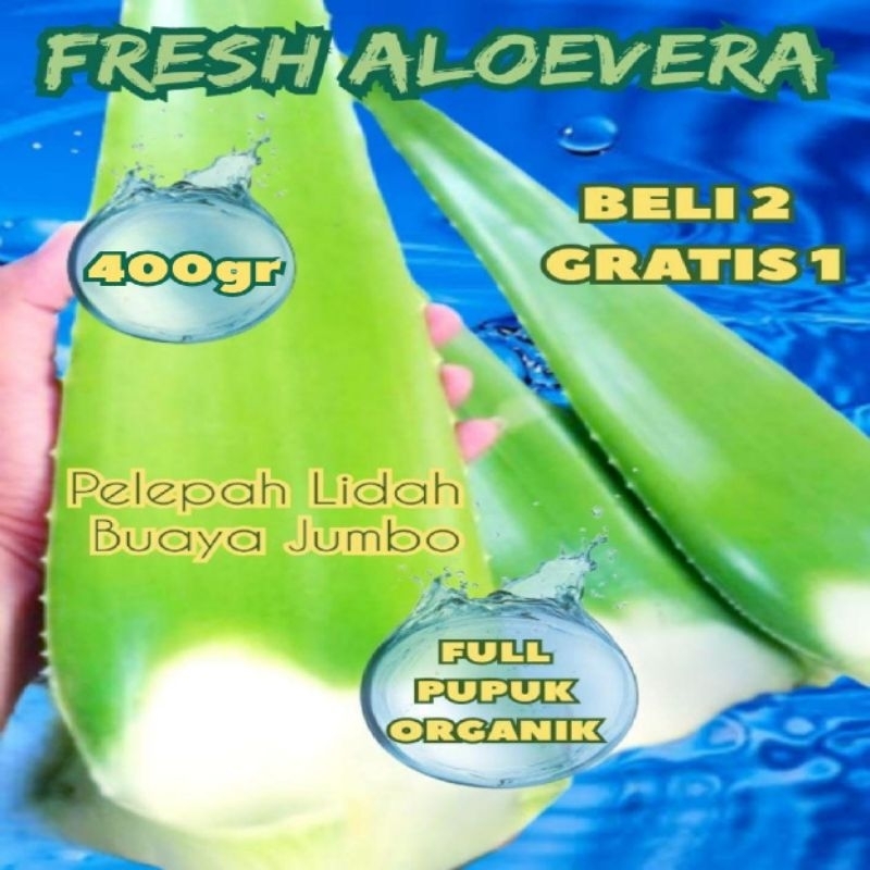 

Pelepah Lidah Buaya Jumbo Organik / Pelepah Segar / Aloevera Jumbo (400gr)