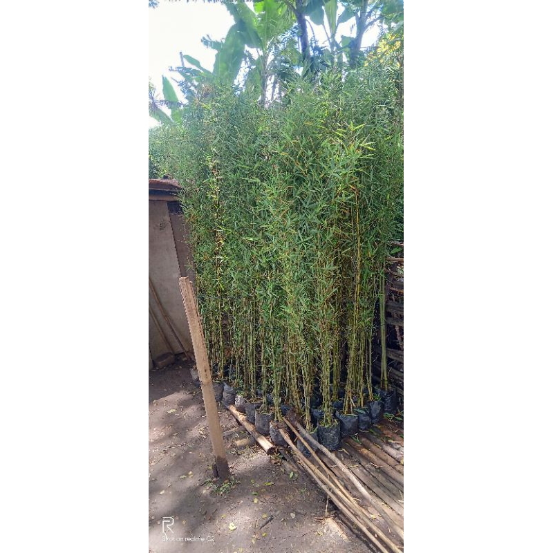 bambu cina tinggi 1,5 meter - hiasan taman - peneduh jalan