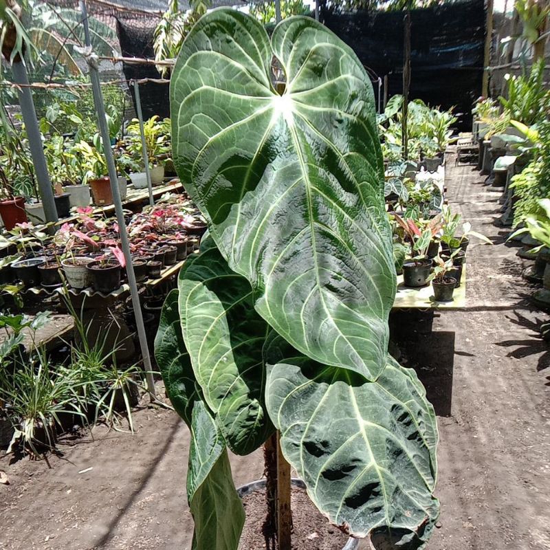 kuping gajah verde besar