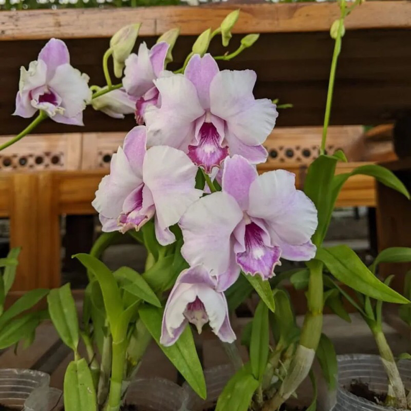 Anggrek Dendrobium king Dragon pink