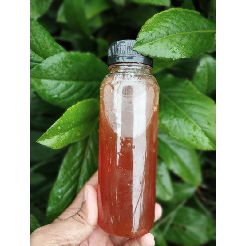 

Madu Hutan Bulusaraung