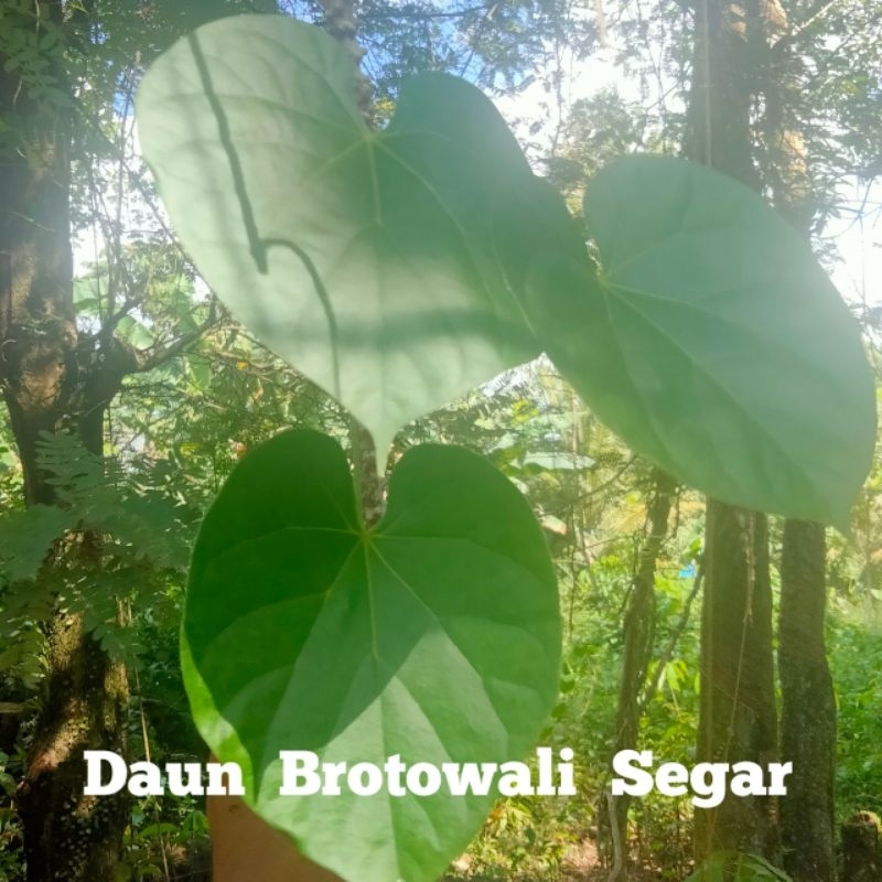

50 GRAM DAUN BROTOWALI, PETRAWALI, PENAWAR SAMPAI SEGAR